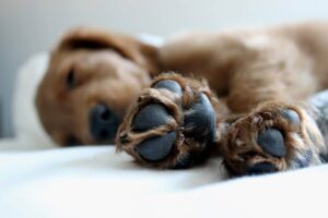 What’s the Difference Between a Cat's Footprint and Dog's Footprint?