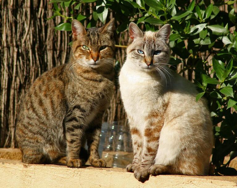 House cat vs wild cats