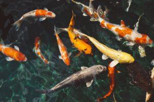 During the colder months, what do fish do?