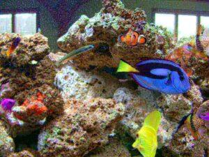 The Genuine Fish in Finding Nemo