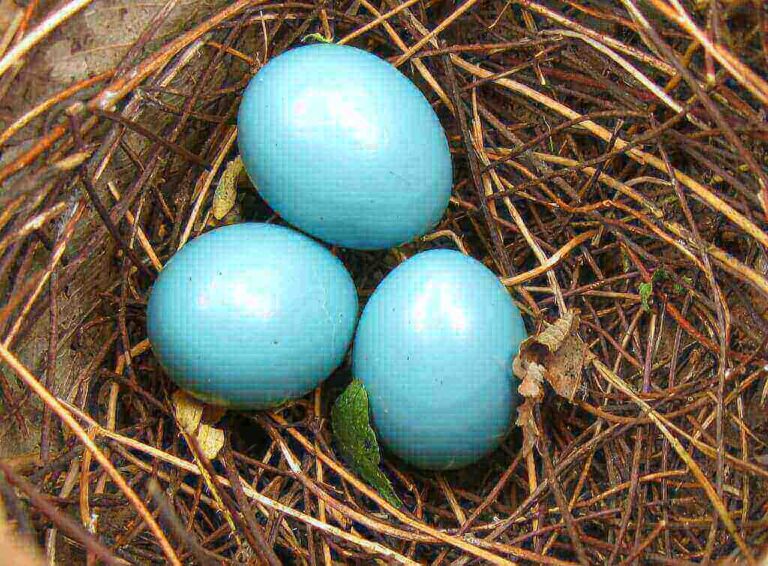 Five of the largest egg-laying birds.