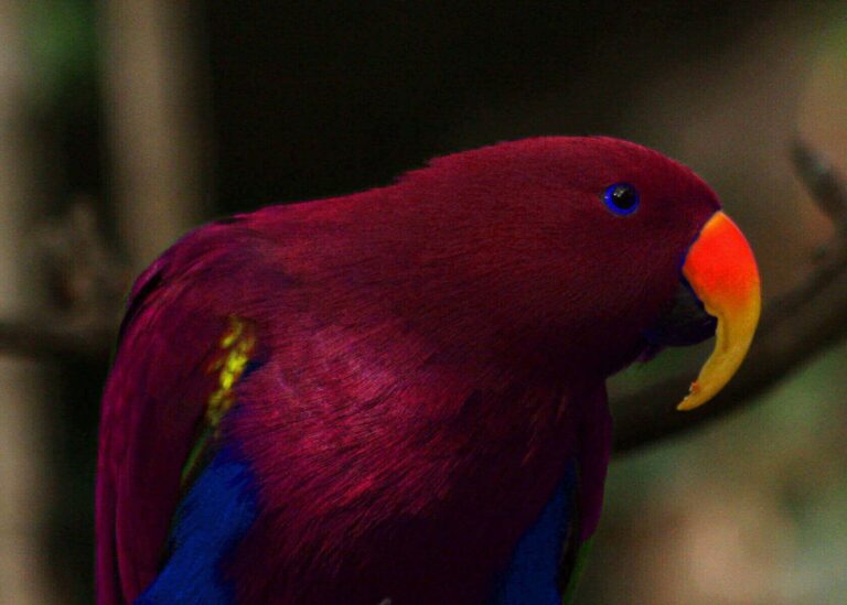 How much time is needed to educate a parrot to speak?