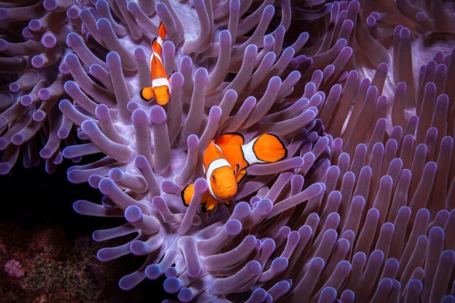 What really goes on in a clownfish's head