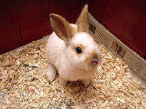 Which Breed of Rabbit is Most Child Friendly?