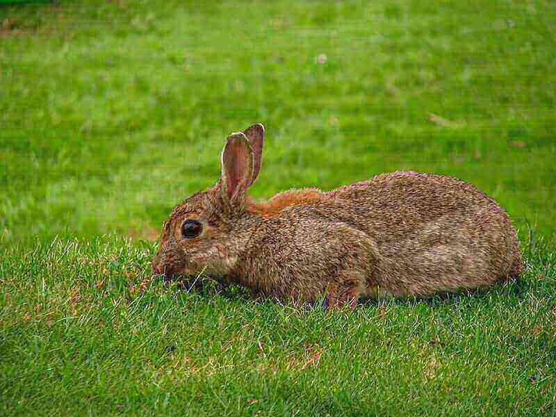 Common Rabbit Health Concerns