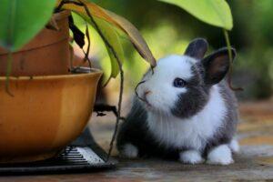 What are the Best Breeds of Rabbits as Pets for First-Time Owners?