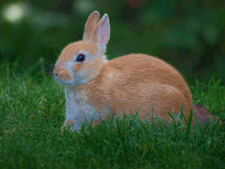 Know The Reasons Why Do Rabbits Twitch Their Nose?