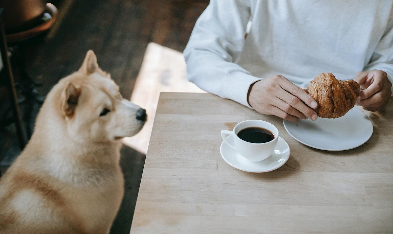 Dogs Drink Coffee