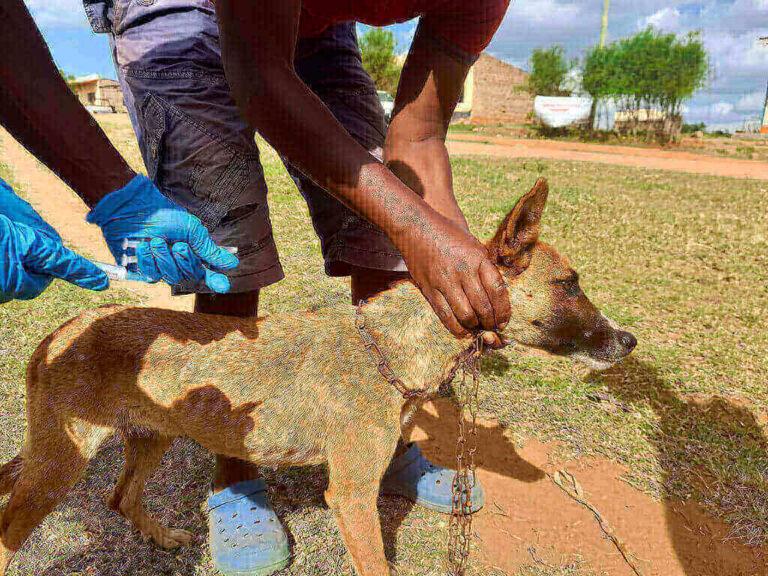 Rattlesnake Vaccine For Dogs