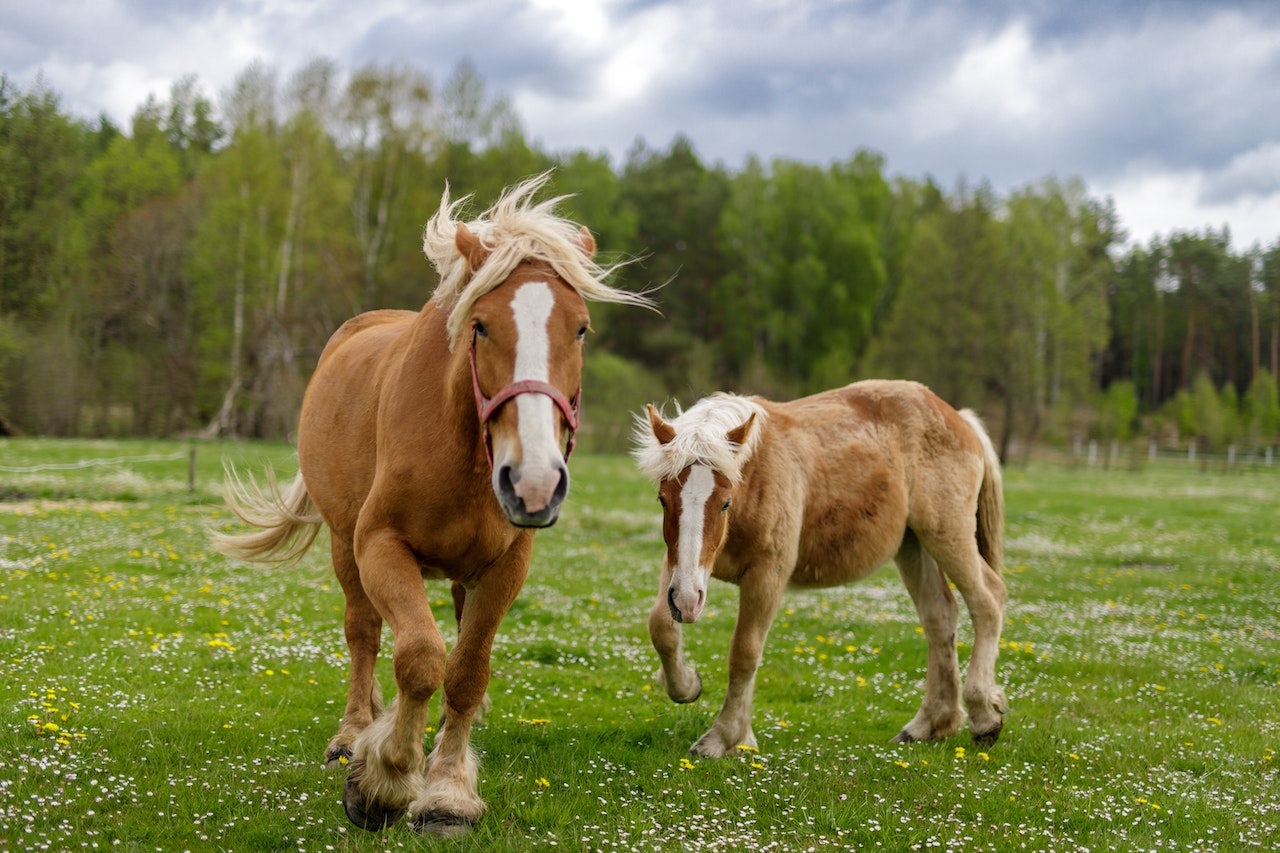 Common horse illnesses and treatments