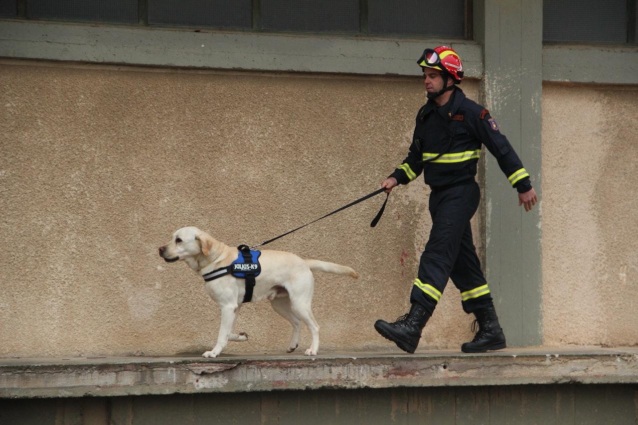 How rescue dogs became the most coveted Benefits
