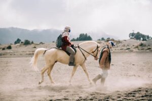 Does Horse Riding Give Pleasure?