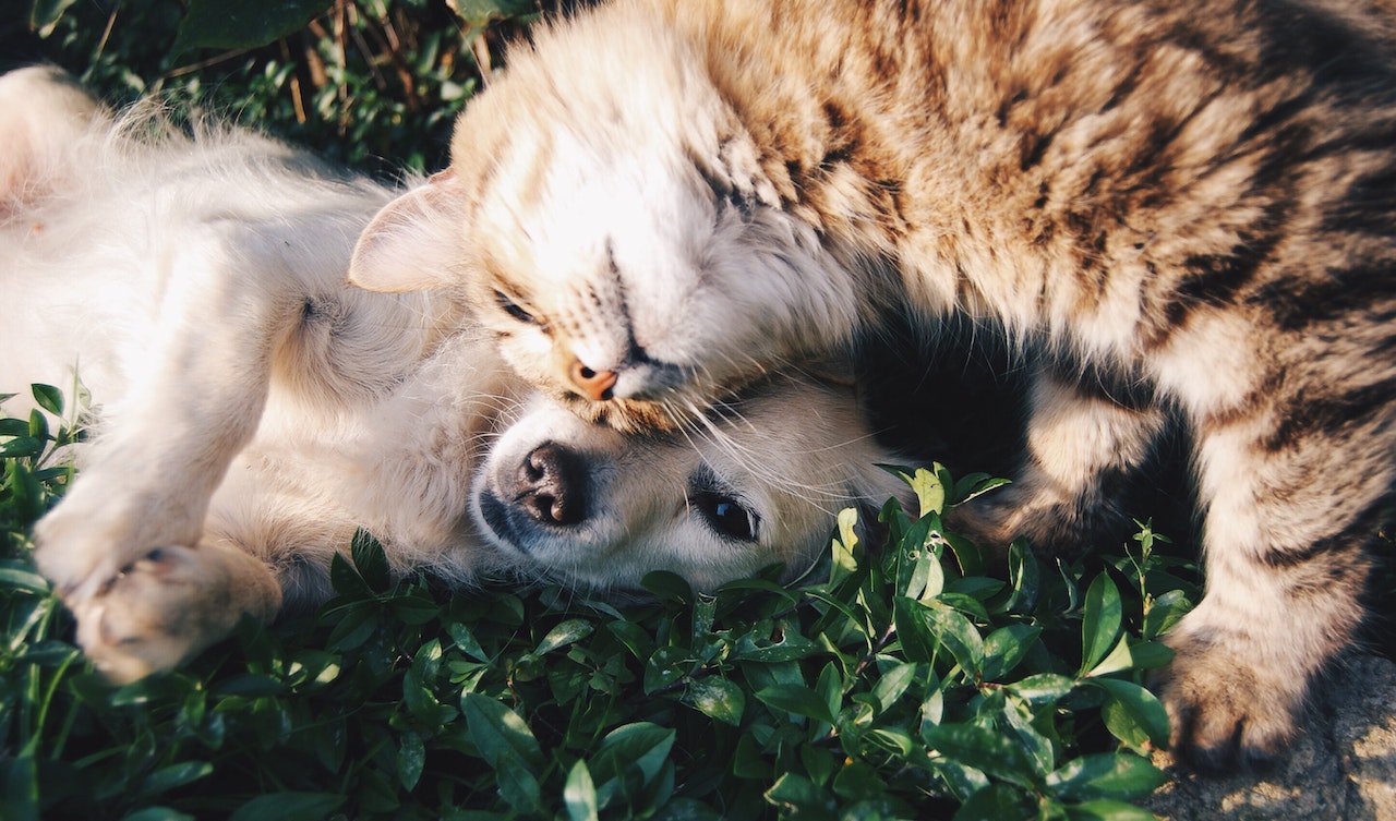 Best Pet Insurance Companies in Europe Ensuring the Well-being of Your Furry Friend