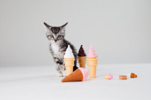 Can Cats Have Mint Ice Cream Is Mint Ice Cream Bad For Cats