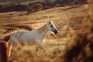 How Long Can a Horse Live with COPD